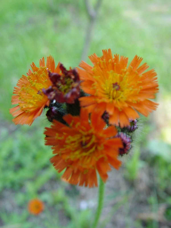 1Indian_Paintbrush2